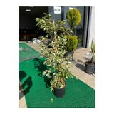 Erg Peyzaj Ficus Benjamin