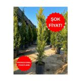 Erg Peyzaj Limoni Servi Fide