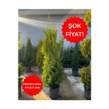 Erg Peyzaj Limoni Servi
