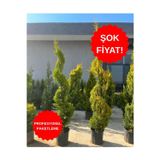 ERG Peyzaj Spiral Limoni Servi