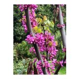 Erguvan Ağacı Fidanı 1 Adet Saksılı/Tüplü 50-70Cm, GDBTS060624NA66