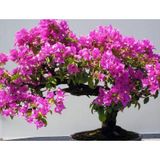 Erguvan Bonsai Ağacı 5 Tohum (Saksı Toprak Seti)