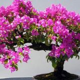 Erguvan Bonsai Ağacı 5 Tohum