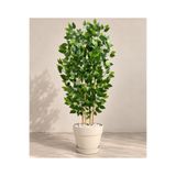 ERHAN FLOWERS 150 CM 4 Bambu Gövdeli Benjamin Ağacı Krem Plastik Saksıda