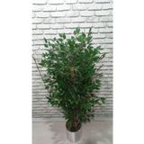 ERHAN FLOWERS 150 Cm Yogun Yaprtaklı Yapay Ağaç Benjamin Islak Doku 25x25 Şık Metal Saksı 150.benjamın