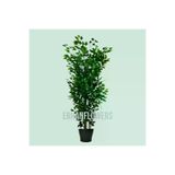 ERHAN FLOWERS BENJAMİN 160 CM PLASTİK SAKSI bmb.plst.160
