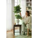ERHAN FLOWERS bnj-140-190 Yapay Çiçek Nergiz Saksıda Benjamin Salon Ağacı Yeşil Bitkisi Bambu Gövdeli Dolgun 185-145 Cm