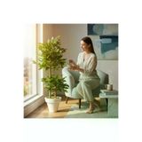 ERHAN FLOWERS bnj.byz.105 Yapay Çiçek Beyaz Saksıda Benjamin Salon Balkon Ev Ağacı Bambu Gövdeli Dolgun 105-65 Cm