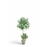 ERHAN FLOWERS ÇİÇEK & DEKORASYON 100 Cm Ficus Yapay Ağaç Bambu 2 Gövdeli Beyaz Plastik Saksı ypy.agç.00298