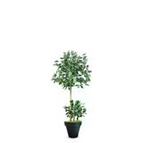 ERHAN FLOWERS ÇİÇEK & DEKORASYON 110 Cm Ficus Yapay Ağaç Bambu 2 Gövdeli Siyah Plastik Saksı ypy.agç.00287