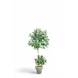 ERHAN FLOWERS ÇİÇEK & DEKORASYON 150 Cm Ficus Yapay Ağaç Bambu 2 Gövdeli Beyaz Plastik Saksı ypy.agç.00303