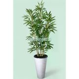 ERHAN FLOWERS ÇİÇEK & DEKORASYON 150 Cm Islak Doku Bambu Ağaç Kumsal Vazo Saksıda erh.10011