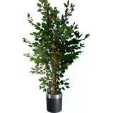ERHAN FLOWERS ÇİÇEK & DEKORASYON Yapay Ağaç Benjamin Islak Doku 180 Cm Siyah Gümüş Saksı ypy.agç.00095
