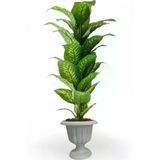 ERHAN FLOWERS ÇİÇEK & DEKORASYON Yapay Ağaç Difenbahya 170 Cm Nergiz Plastık Saksı ypy.agç.00022