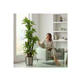 ERHAN FLOWERS ERH-A-1261 Yapay Dracaena 180 Cm - 3 Gövdeli Zebra Desenli Yapay Ağaç Metal Gümüş Saksı