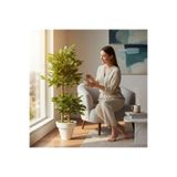ERHAN FLOWERS Yapay Çiçek beyaz Saksıda Benjamin Salon Balkon Ev Ağacı Bambu Gövdeli Dolgun 145-105 cm