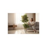 ERHAN FLOWERS Yapay Çiçek Nergiz Saksıda Benjamin Salon Ev Ağacı Yeşil Bitkisi Bambu Gövdeli Dolgun 125-85 cm