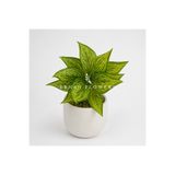 ERHAN FLOWERS YAPAY SARI CROTON CALATHEA 48 CM - DEKORATİF VAZO İÇİ ISLAK DOKULU YAPRAK DALI (SAKSISIZ)
