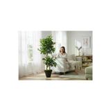ERHAN FLOWERS ypy.100.bnj Yapay Çiçek Siyah Saksıda Benjamin Salon Balkon Ev Ağacı Yeşil Bitkisi Bambu Gövdeli Dolgun 165 Cm