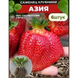 Erkenci Asya Çilek Fidanı 6 Adet Saksıd