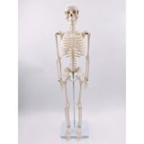 Erkentmed Joe İnsan İskelet Modeli 85 cm Gri Renk Dayanıklı Plastik Yapı ile