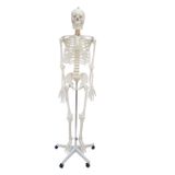Erkentmed Wıllıam Insan Iskelet Modeli Tam Boy 180 cm Iskelet Afiş Hediyeli