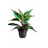 ERNAZ Aglaonema Crete / Çin Herdemyeşili / İç Mekan Bitkisi / 13 cm Saksı / 20-25 cm Boy