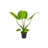 ERNAZ Alocasia Macrorrhizos (Fil Kulağı) 60-70 cm Boy | Canlı Dekoratif İç Mekan Bitkisi
