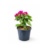 ERNAZ Begonvil (Bougainvillea) Mor Renk | Canlı Saksı Bitkisi – 20-30 cm Boy | Balkon Bahçe Çiçeği