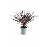 ERNAZ Bordo Kordilin (Cordyline Australis) | Bordo Dracena | Dekoratif Canlı Salon Bitkisi | 30-40 cm
