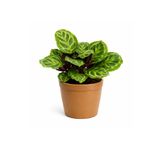 ERNAZ Calathea Medallion (Dua Çiçeği) Canlı Ev & Ofis İç Mekan Bitkisi
