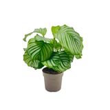 ERNAZ Calathea Orbifolia (Dua Çiçeği) Canlı Ev & Ofis İç Mekan Bitkisi