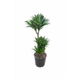 ERNAZ Dracaena Fragrans ‘Janet’ (Compacta formu), 3 Gövdeli 21 cm Saksı 90-100 cm boy | Ev ofis iç Mekan Bitkisi