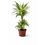 ERNAZ Dracaena Fragrans ‘Warneckii’ 2 Gövdeli | 17 cm Saksı | 80–90 cm Canlı Ev & Ofis Bitkisi