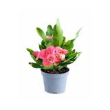 ERNAZ Euphorbia Milii (Dikenler Tacı Çiçeği) Pembe Çiçekli Dekoratif Bitki