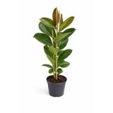 ERNAZ Ficus Elastica ‘Robusta’ – Yeşil Yapraklı Kauçuk Bitkisi | 17 cm Saksı Tek Köklü | Ev&Ofis Bitkisi
