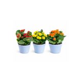 ERNAZ Kalanşo Çiçeği (Kalanchoe) 3'lü Set | Renkli Çiçekli Salon Bitkisi | Dekoratif Saksı Bitkisi