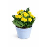 ERNAZ Kalanşo Çiçeği (Kalanchoe) Sarı | Renkli Çiçekli Salon Bitkisi | Dekoratif Saksı Bitkisi