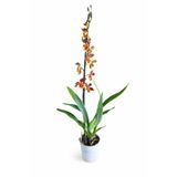 ERNAZ Kambriya Kokulu Orkide (Cambria) | Özel Tür Orkide | 30-40 cm | Rastgele Renk | Canlı Salon Bitkisi