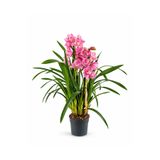 ERNAZ Orkide (Cymbidium) 70-80 Cm - 15 Cm Saksı | Rastgele Renkli Canlı Orkide
