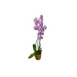 ERNAZ Orkide – Phalaenopsis | Alacalı Benekli Canlı Saksı Çiçeği | Ev & Ofis İç Mekan Bitkisi