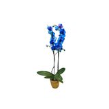 ERNAZ Orkide – Phalaenopsis | Mavi Canlı Saksı Çiçeği | Ev & Ofis İç Mekan Bitkisi