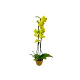 ERNAZ Orkide – Phalaenopsis | Sarı Renk Canlı | Saksı Çiçeği | Ev & Ofis İç Mekan Bitkisi