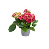 ERNAZ Ortanca (Hydrangea Macrophylla) Kırmızı Renk | 35-40 Cm 14 Cm Saksı | Canlı Salon ve Balkon Bitkisi