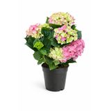 ERNAZ Ortanca (Hydrangea Macrophylla) Pembe Renk | 35-40 Cm 14 Cm Saksı | Canlı Salon ve Balkon Bitkisi