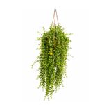 ERNAZ Sarı Kız Çiçeği (Lysimachia Nummularia) Askılı Saksıda Sarkıcı Bitki 40-50 cm Canlı Balkon Bitkisi