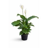 ERNAZ Spatifilyum (Barış Çiçeği) – 17 Cm Saksı 80-90 Cm Boy | Dekoratif Tropikal Canlı Bitki