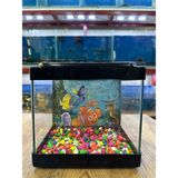 Ertargın Shop Kare Mini Akvaryum SİYAH Renk 20x20x15 cm - Siyah