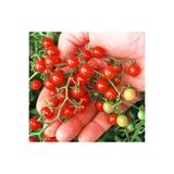 Ertürk Store Bezelye Cherry Domates Tohumu 10+ Adet – Yüksek Verimli Mini Domates – Tatlı, Sulu ve Kolay Çimlenen - Standart - Çok Renkli