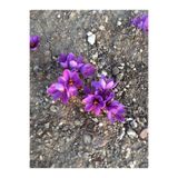 ERVA PEYSAJ 15 Adet Safranbolu Gerçek Safran Soğanı Crocus Sativus 5789623020232